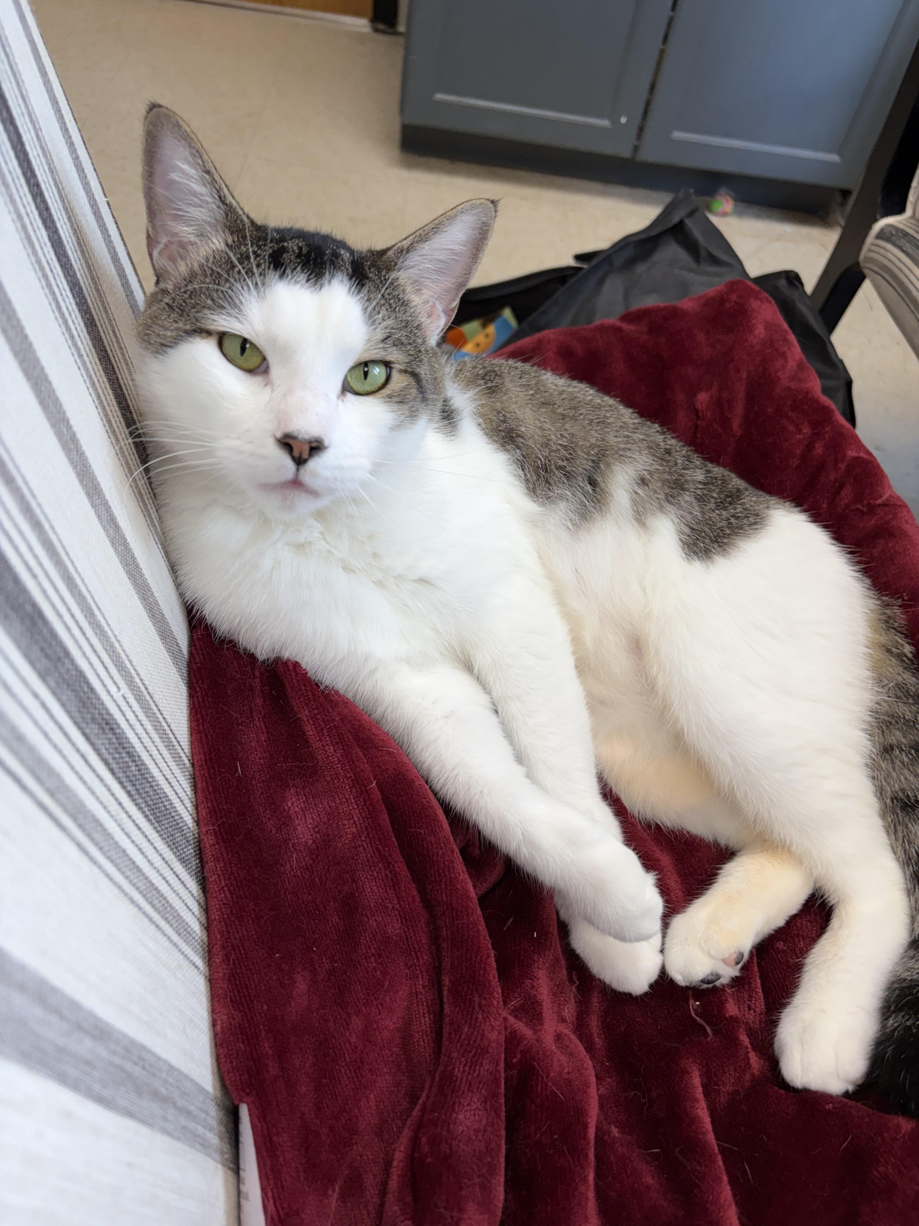 Enlarge Sketti, a Adopted Domestic Short Hair in Greensboro, NC image 3/6