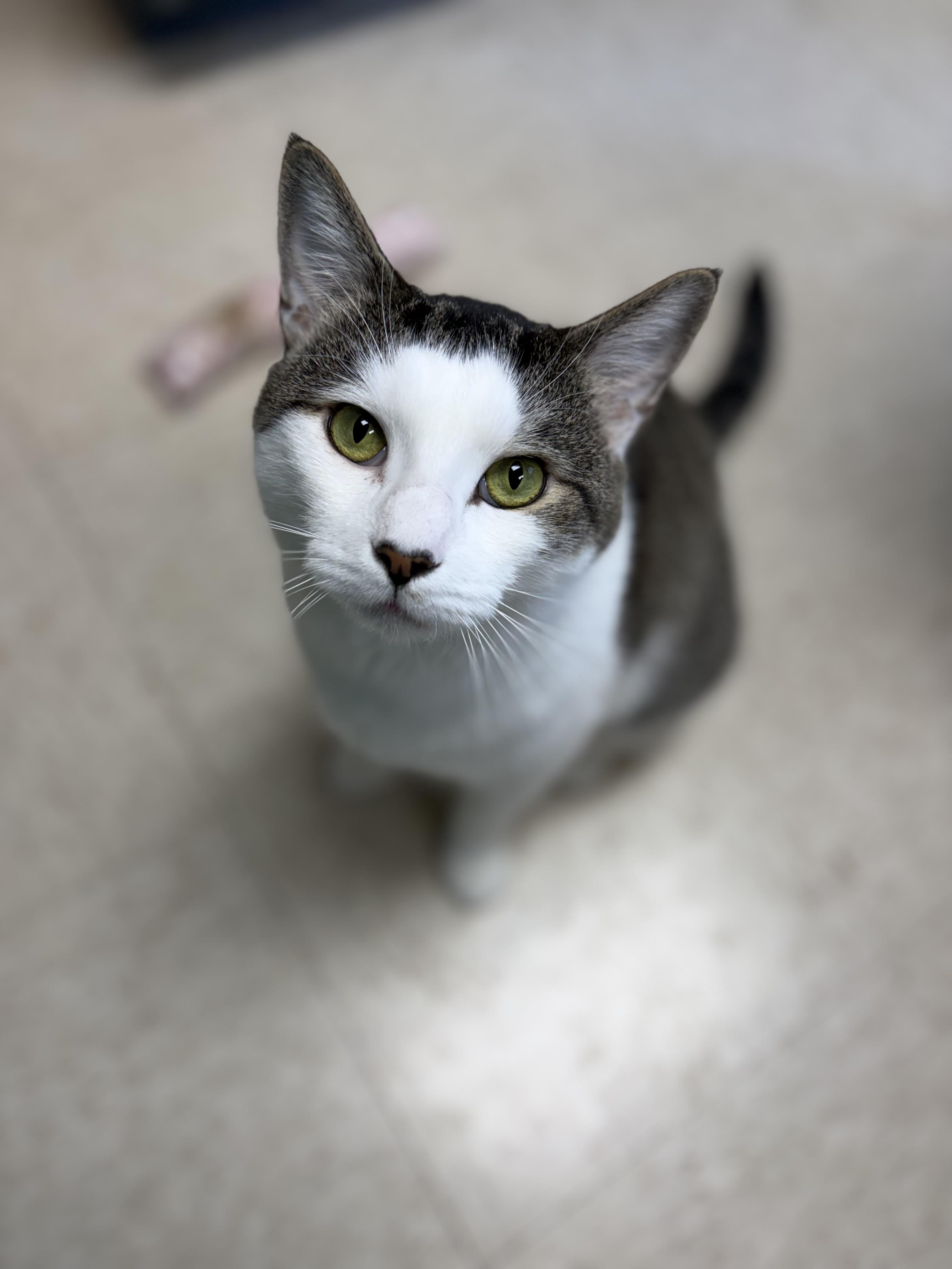 Enlarge Sketti, a Adopted Domestic Short Hair in Greensboro, NC image 6/6
