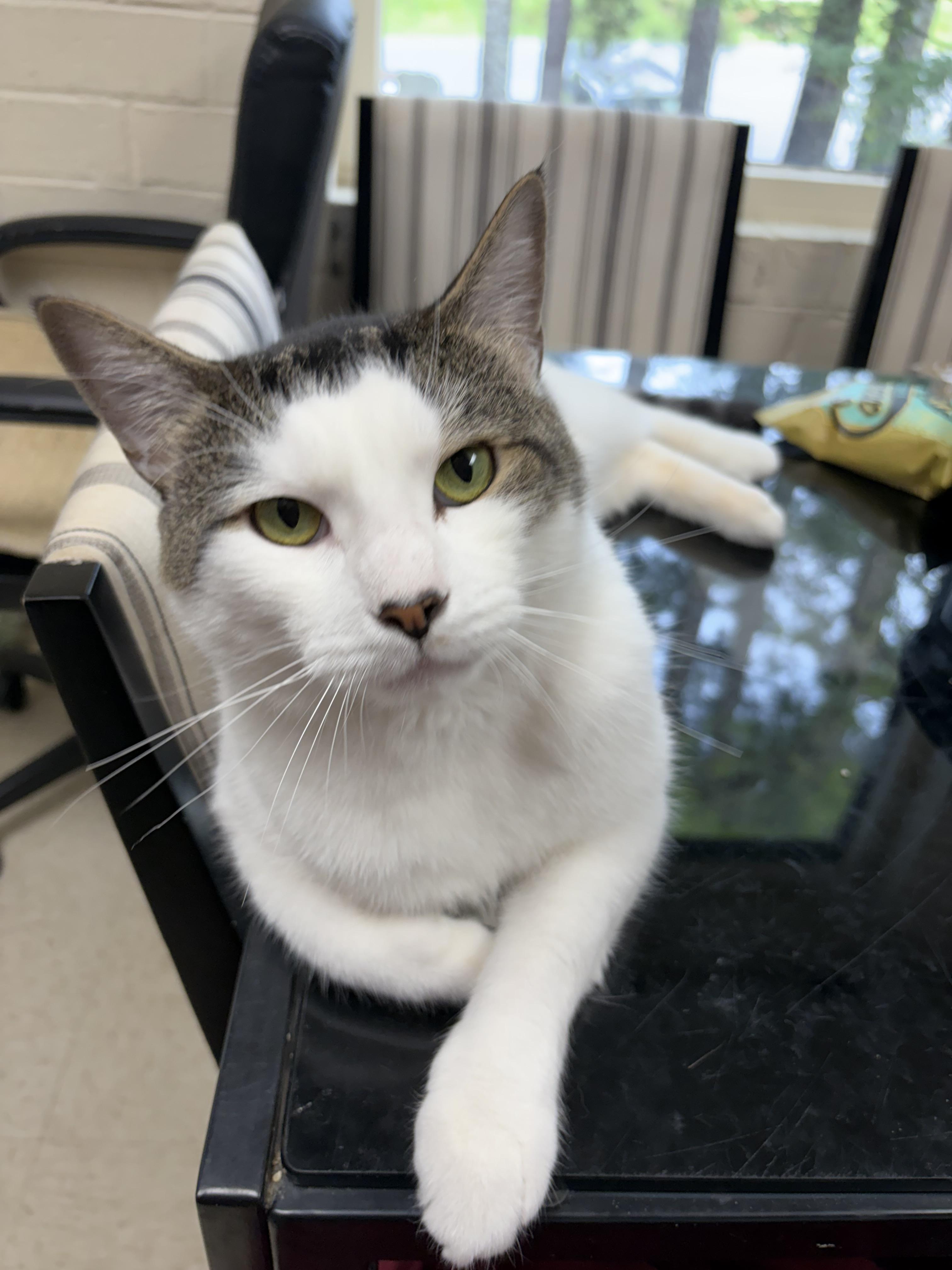 Enlarge Sketti, a Adopted Domestic Short Hair in Greensboro, NC image 2/6