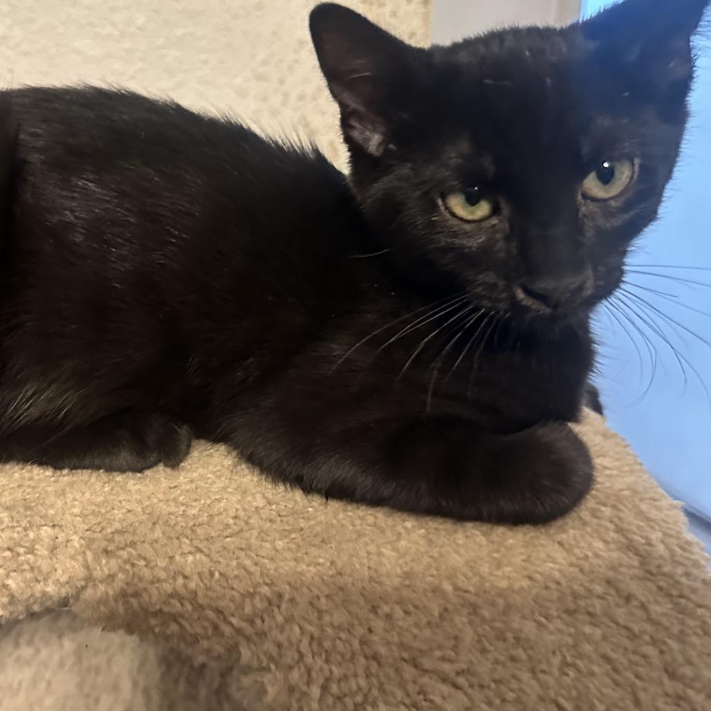 Willow, Adoptable, Kitten Male Domestic Short Hair.