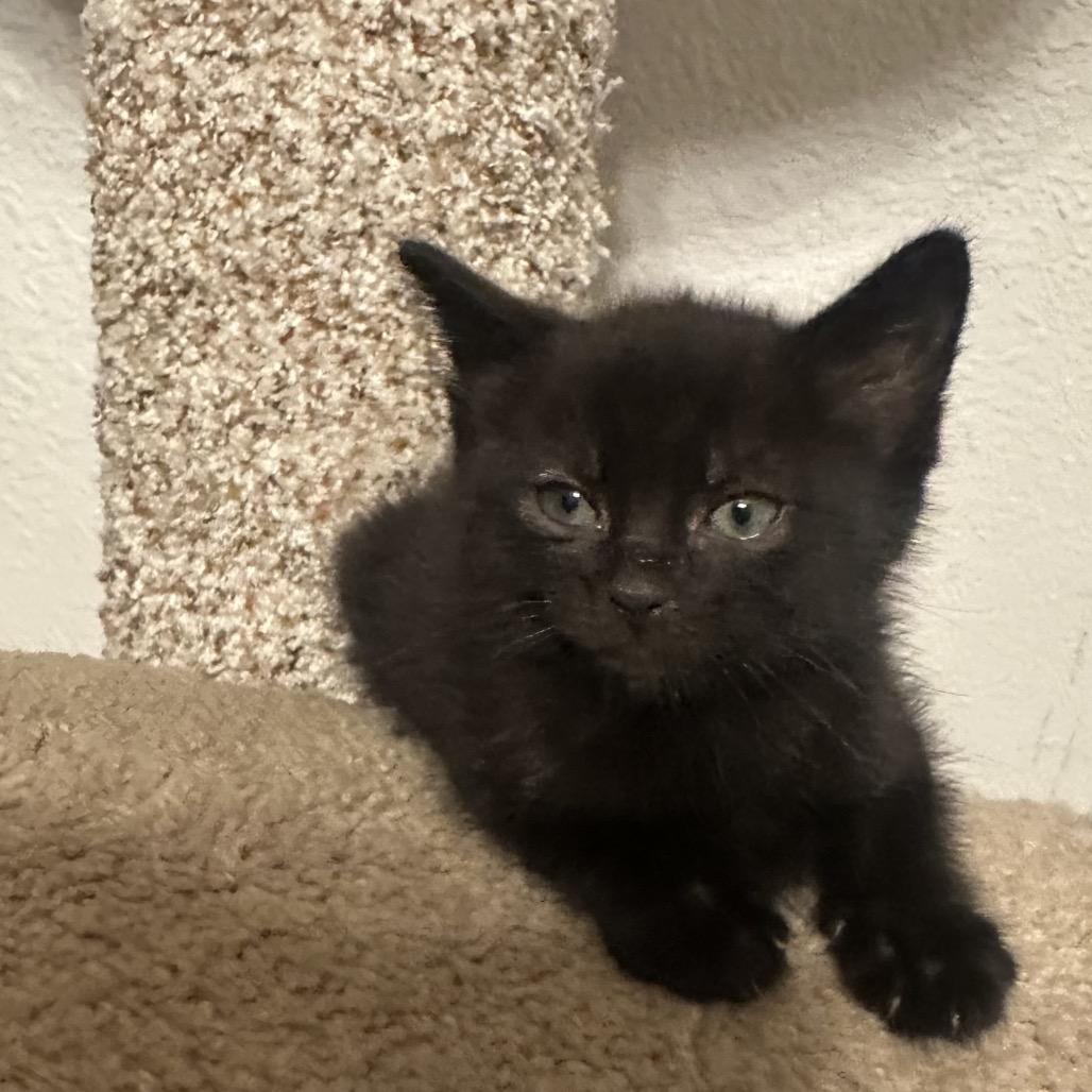 Willow, a Adoptable Domestic Short Hair in Layton, UT image 2/3