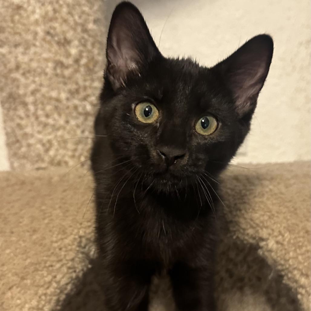 Willow, a Adoptable Domestic Short Hair in Layton, UT image 3/3