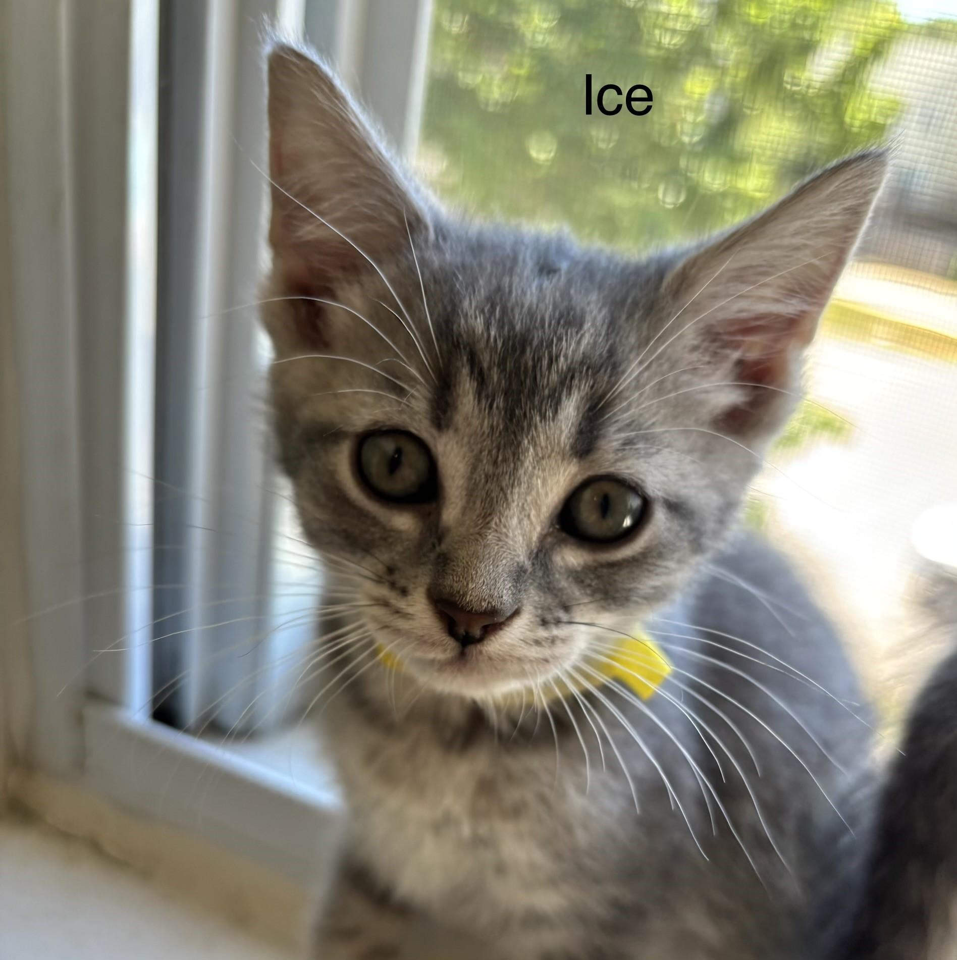 Enlarge 4 Little Hearts-Ready for Forever, a ADOPTABLE Tabby in Laurel, MD image 2/5