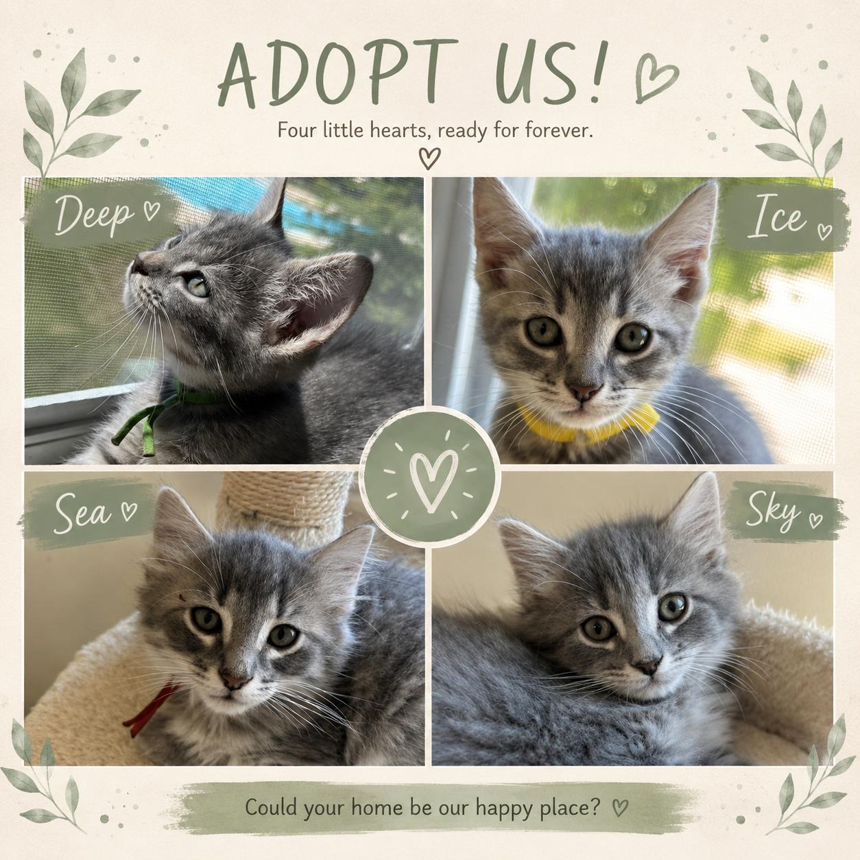 4 Little Hearts-Ready for Forever, ADOPTABLE, Kitten Male Tabby.
