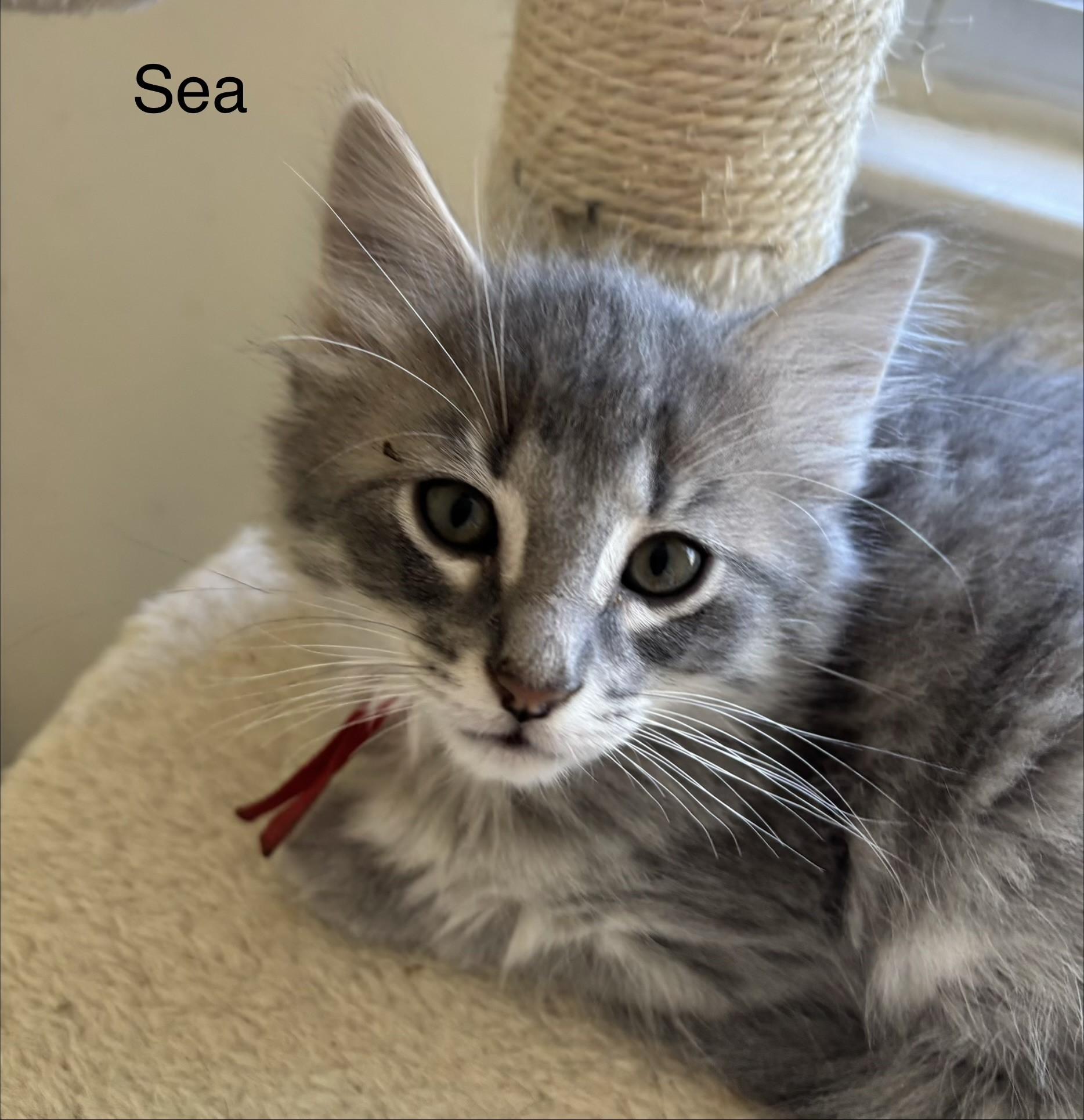 Enlarge 4 Little Hearts-Ready for Forever, a ADOPTABLE Tabby in Laurel, MD image 5/5