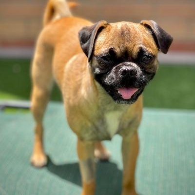 Enlarge Meg, a Adoptable Puggle in Gardena, CA image 1/4