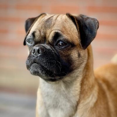 Enlarge Meg, a Adoptable Puggle in Gardena, CA image 2/4