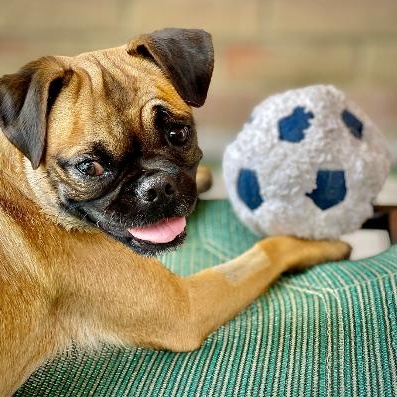 Enlarge Meg, a Adoptable Puggle in Gardena, CA image 3/4