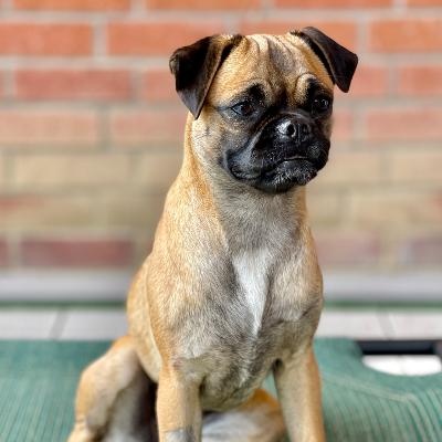 Enlarge Meg, a Adoptable Puggle in Gardena, CA image 4/4