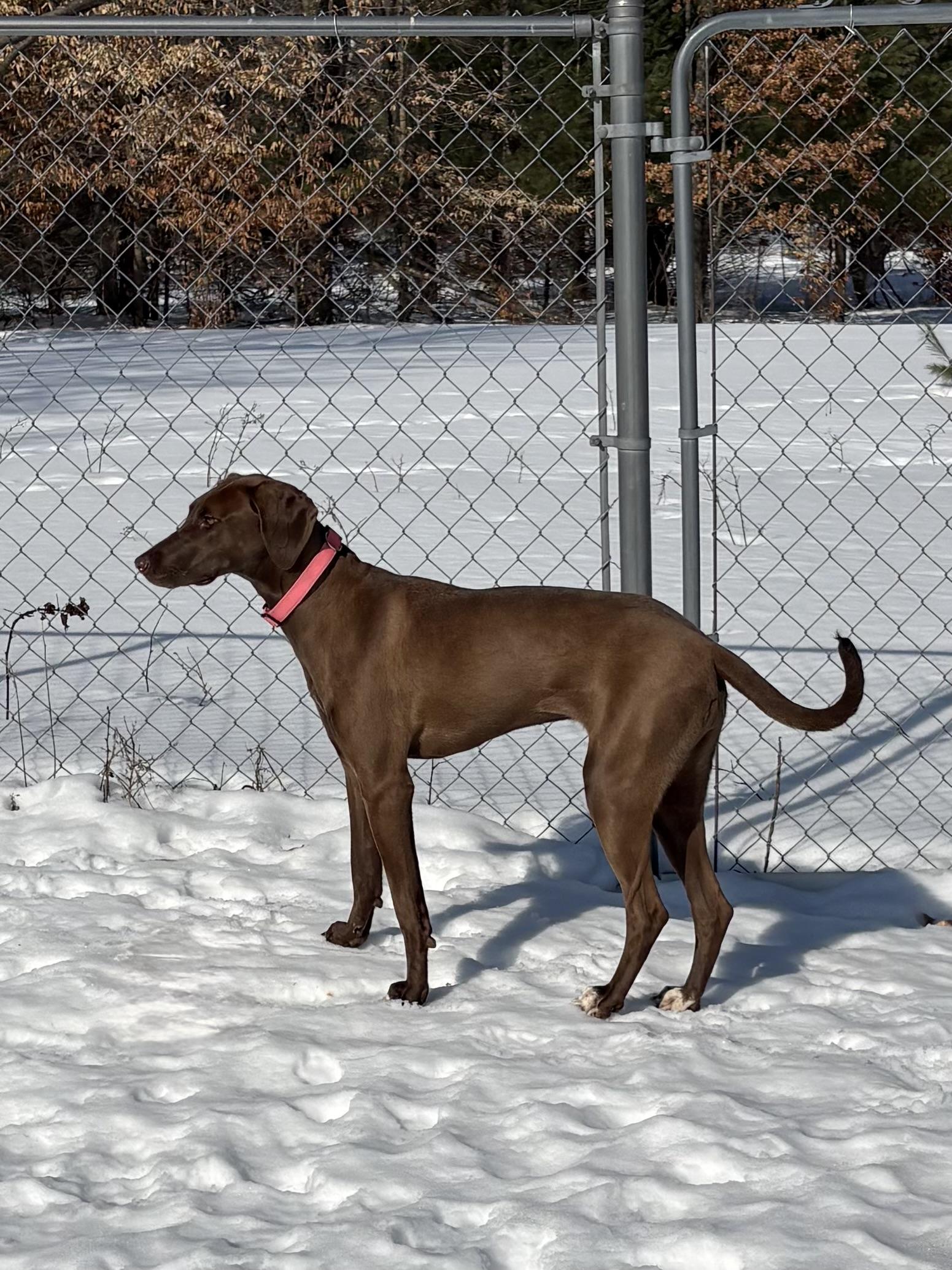 Enlarge Mocha, a ADOPTABLE Mixed Breed in Big Rapids, MI image 3/3