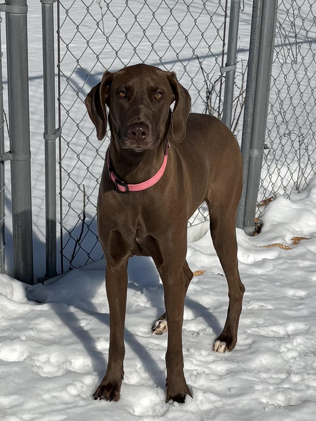 Enlarge Mocha, a ADOPTABLE Mixed Breed in Big Rapids, MI image 2/3