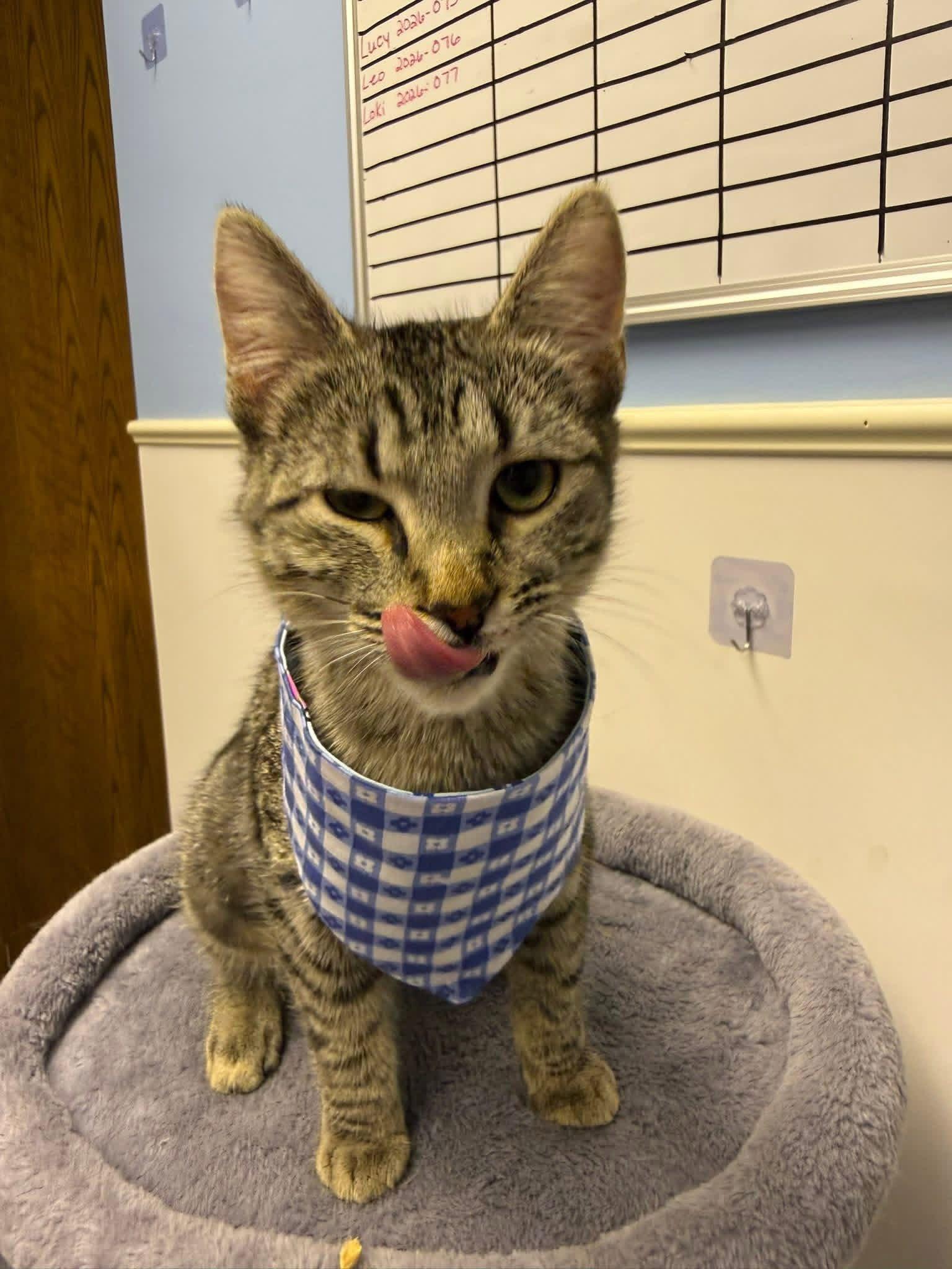 Enlarge Serena, a Adoptable Domestic Short Hair in Steeleville, IL image 1/3