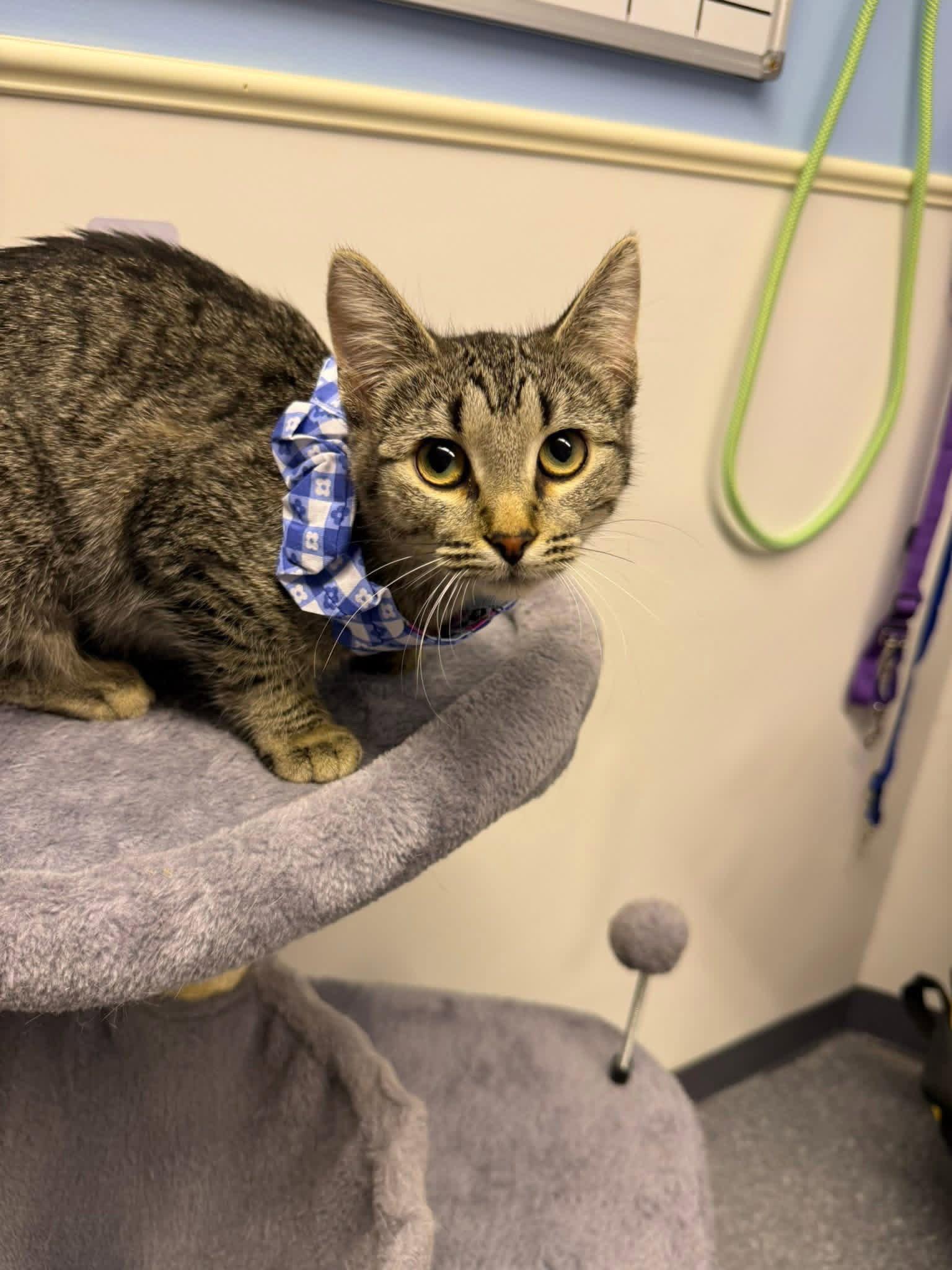 Enlarge Serena, a Adoptable Domestic Short Hair in Steeleville, IL image 2/3
