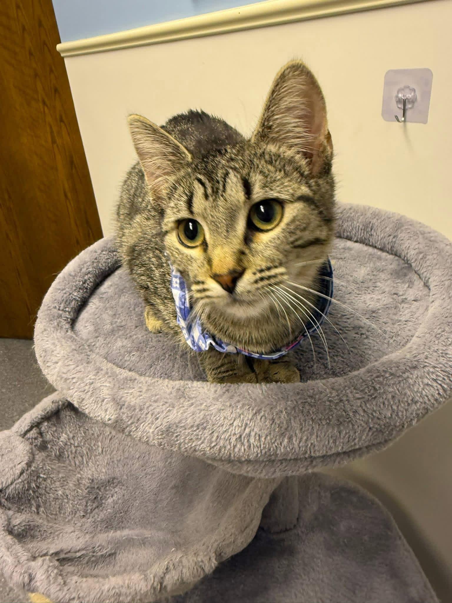 Enlarge Serena, a Adoptable Domestic Short Hair in Steeleville, IL image 3/3