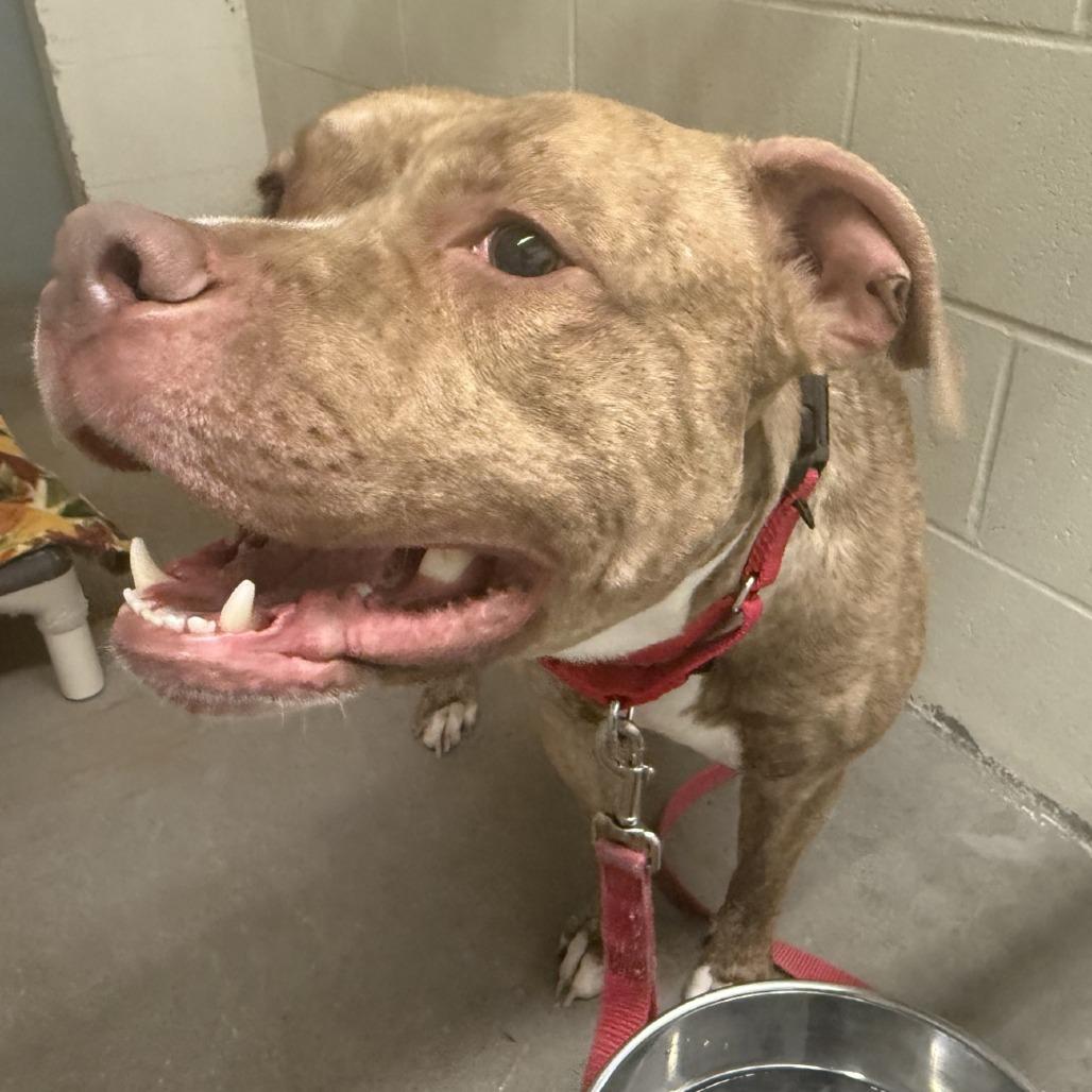 Apollo, Adoptable, Adult Male Pit Bull Terrier.