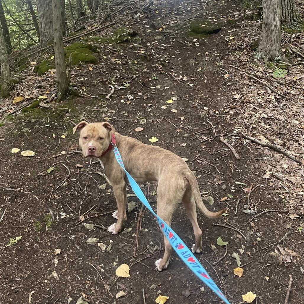 Apollo, Adoptable, Adult Male Pit Bull Terrier.