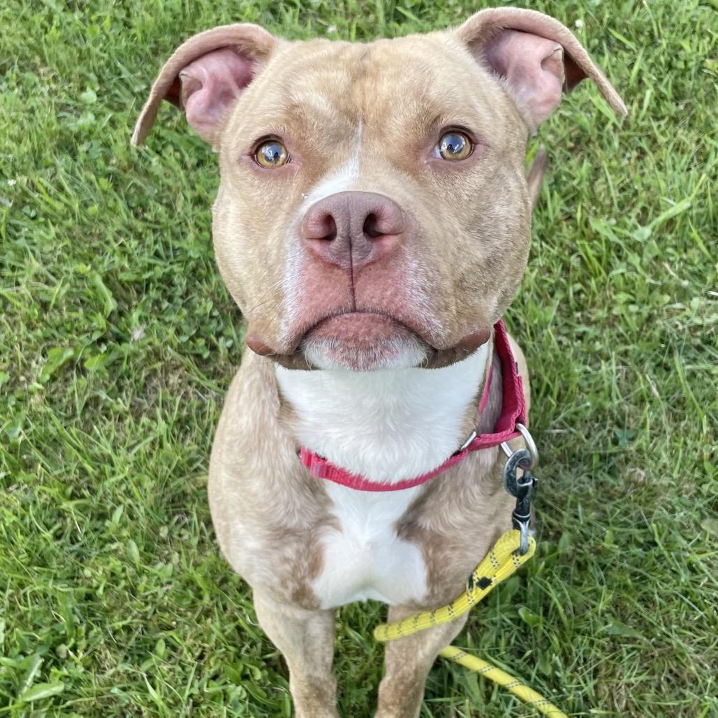 Apollo, Adoptable, Adult Male Pit Bull Terrier.