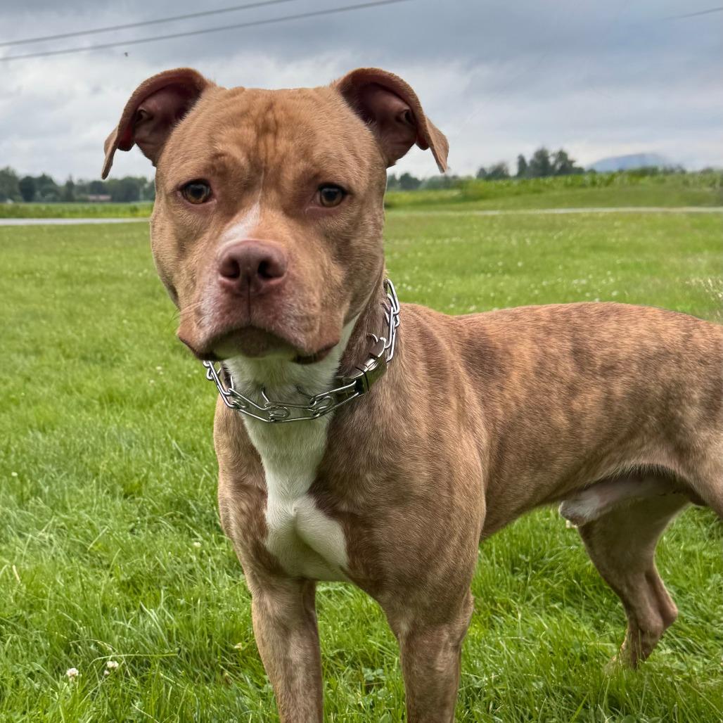 Enlarge Apollo, a Adoptable Pit Bull Terrier in Pittsford, VT image 3/3