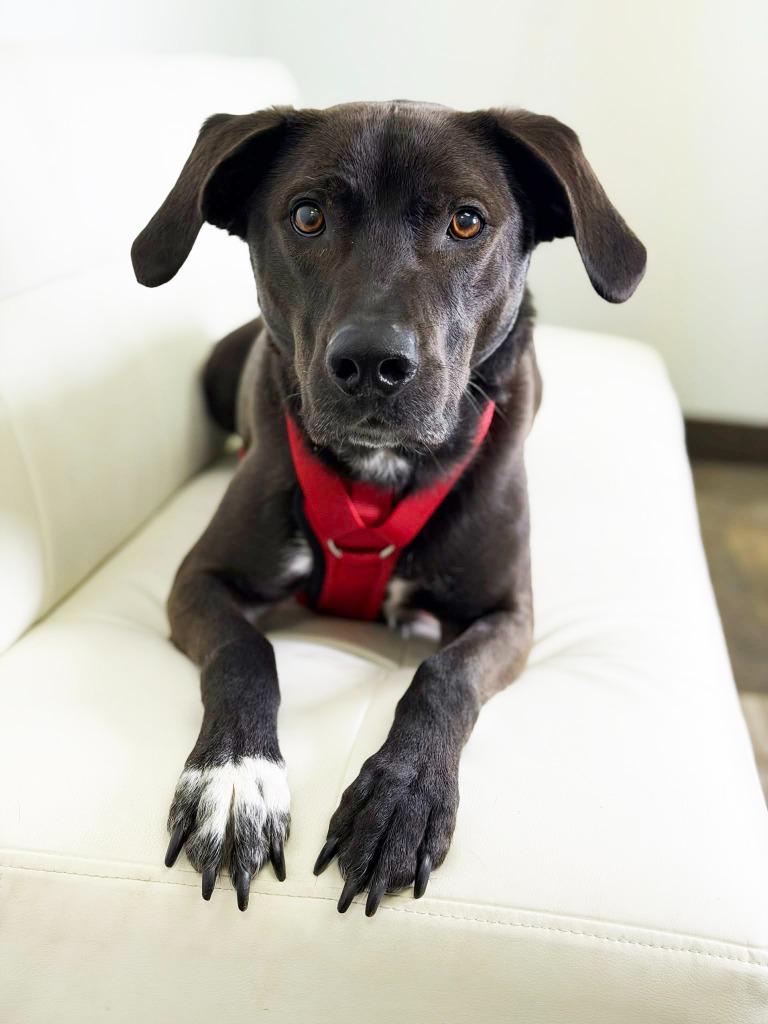 Walnut, a Adoptable mixed breed in Savage, MN image 2/5