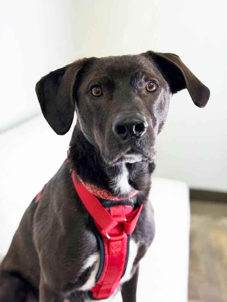 Walnut, a Adoptable mixed breed in Savage, MN image 3/5