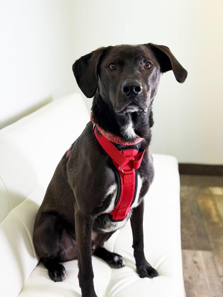Walnut, a Adoptable mixed breed in Savage, MN image 4/5