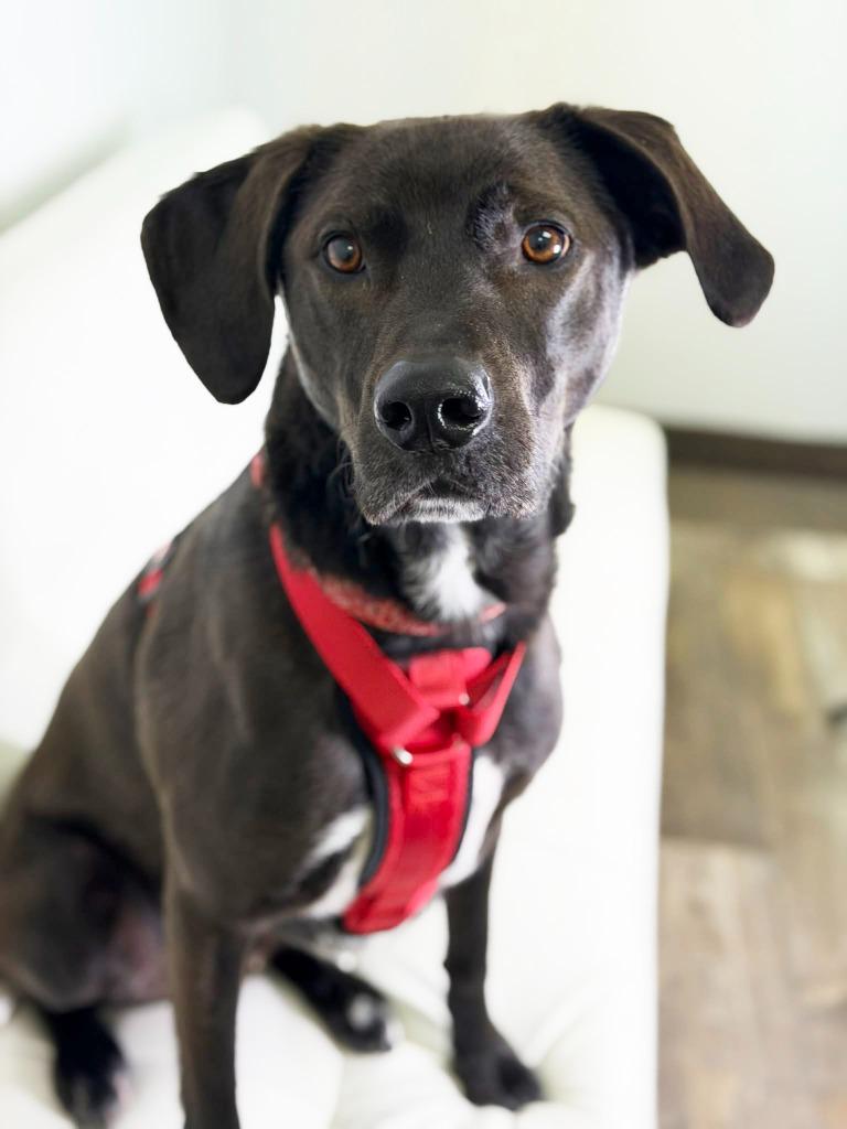 Walnut, a Adoptable mixed breed in Savage, MN image 5/5