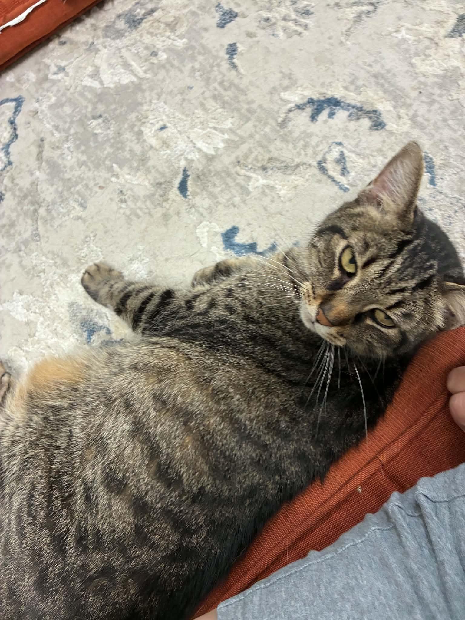 Enlarge Lake, a Adoptable Tabby in Millington, TN image 5/5