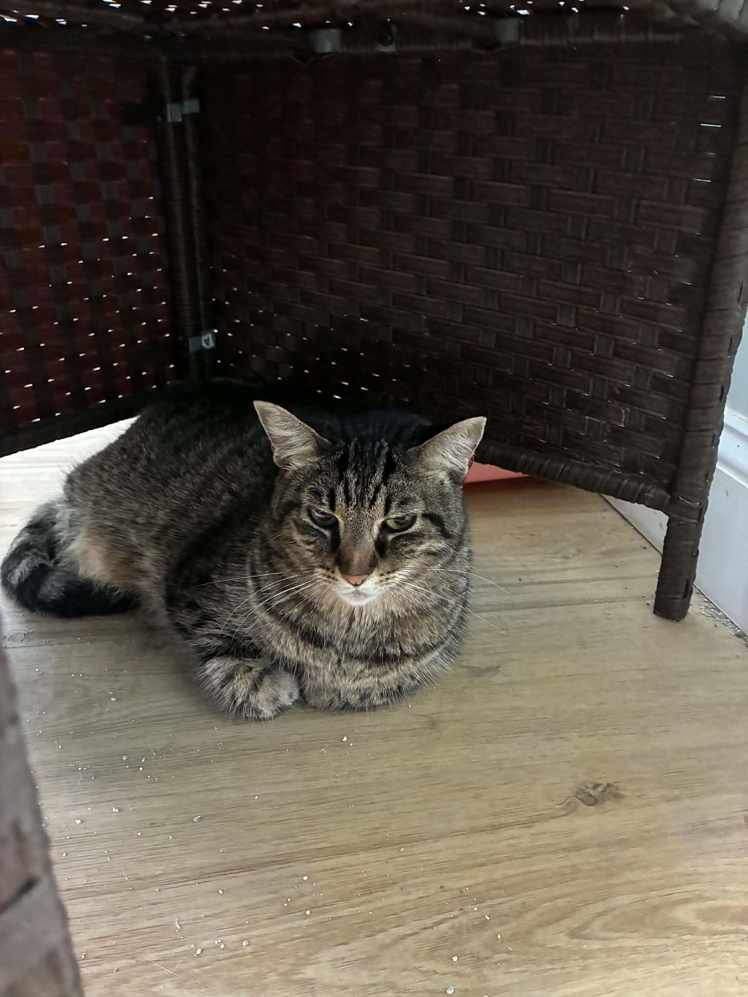Enlarge Lake, a Adoptable Tabby in Millington, TN image 4/5