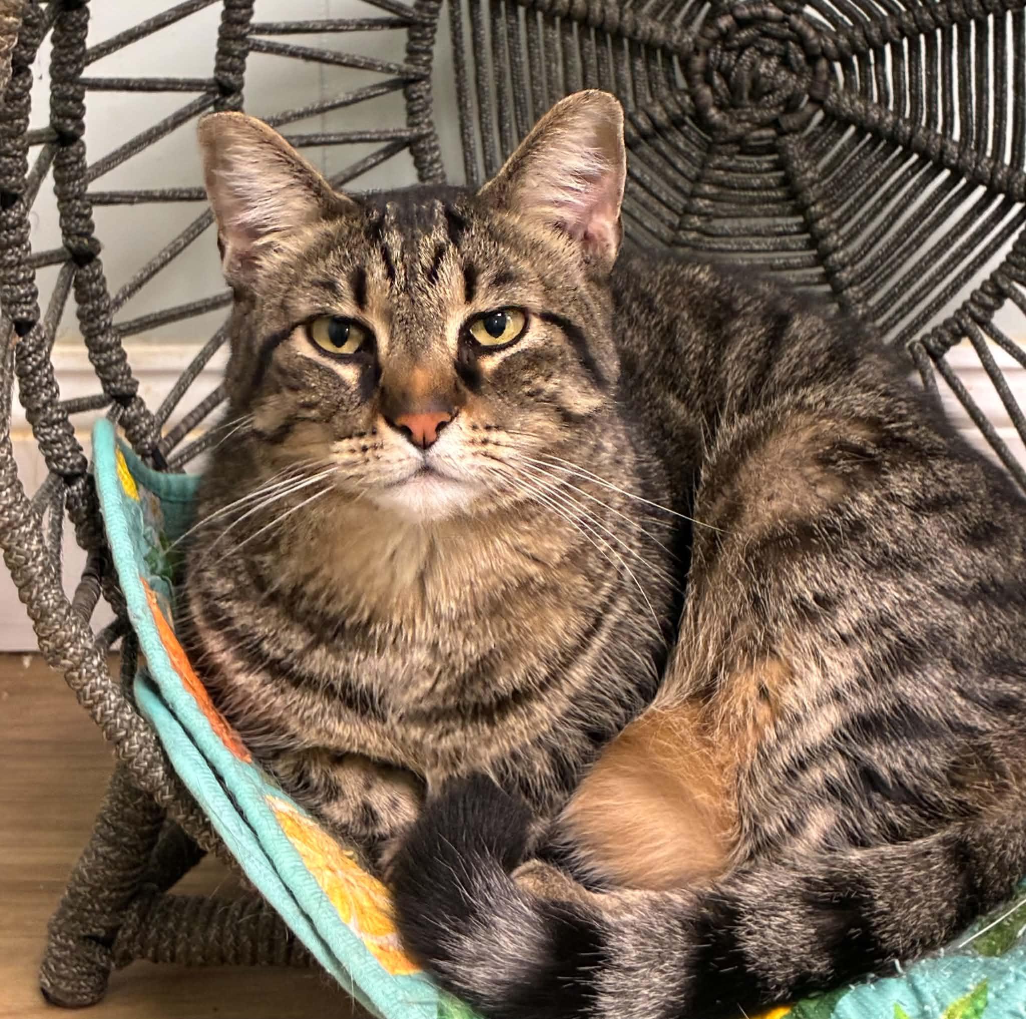 Lake, Adoptable, Senior Female Tabby.