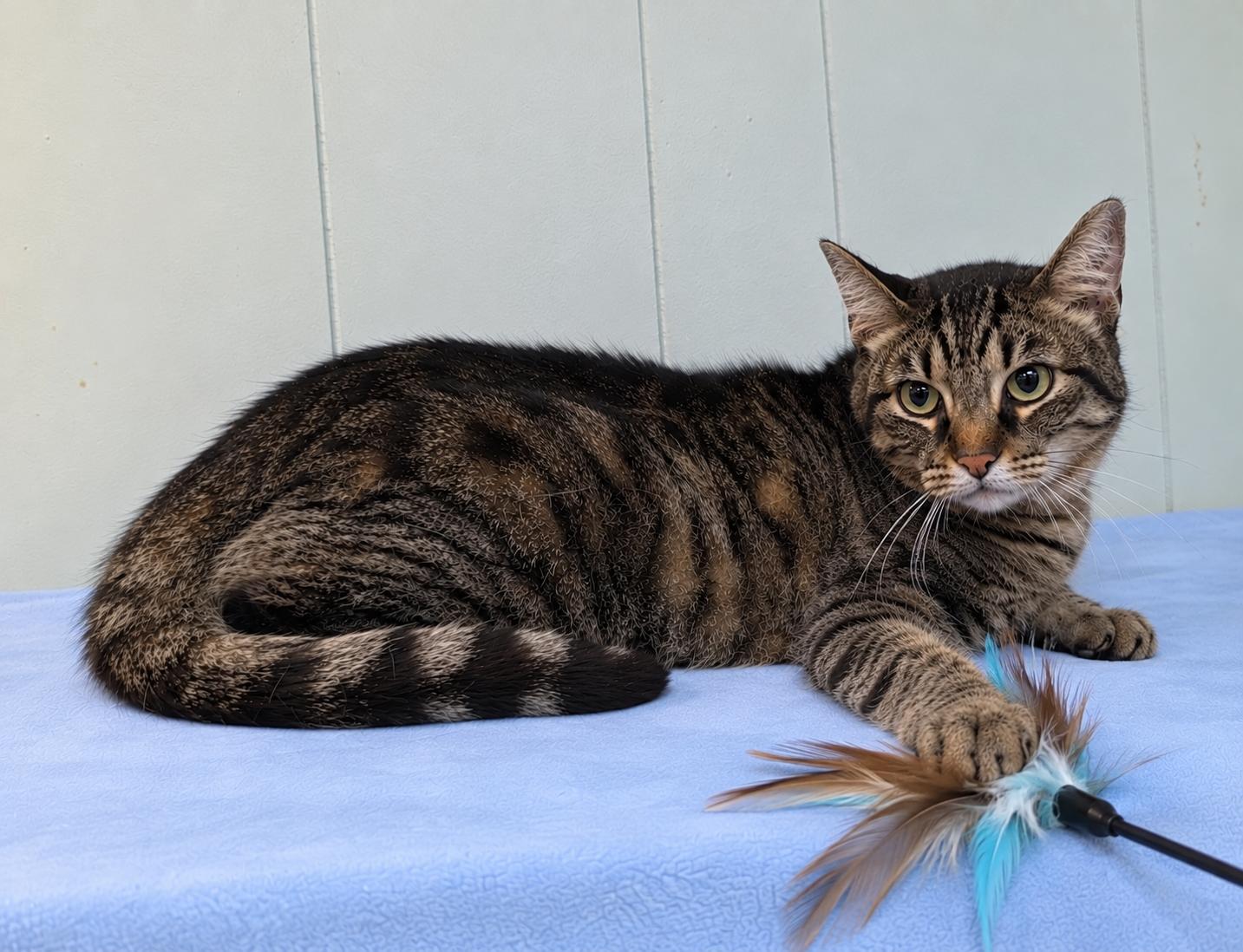 Enlarge Lake, a Adoptable Tabby in Millington, TN image 3/5