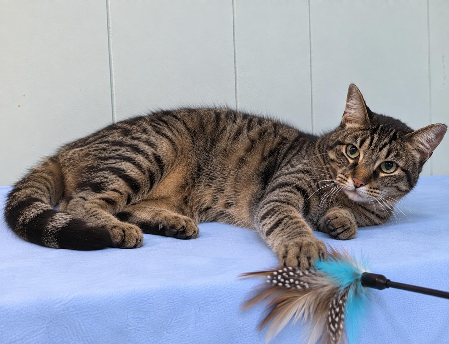 Enlarge Lake, a Adoptable Tabby in Millington, TN image 2/5