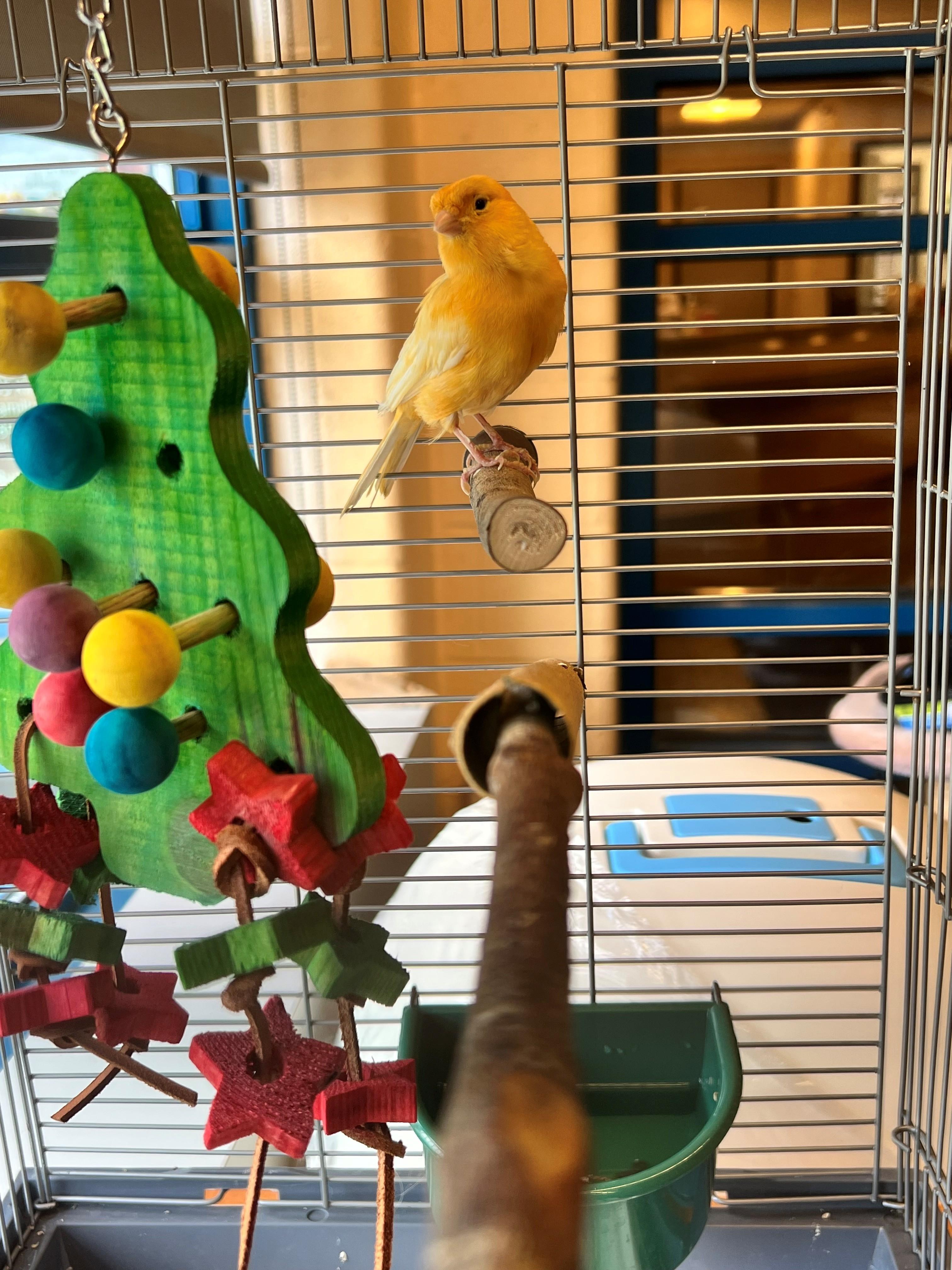 Tangerine OS-273/26, Adopted, Adult Male Canary.