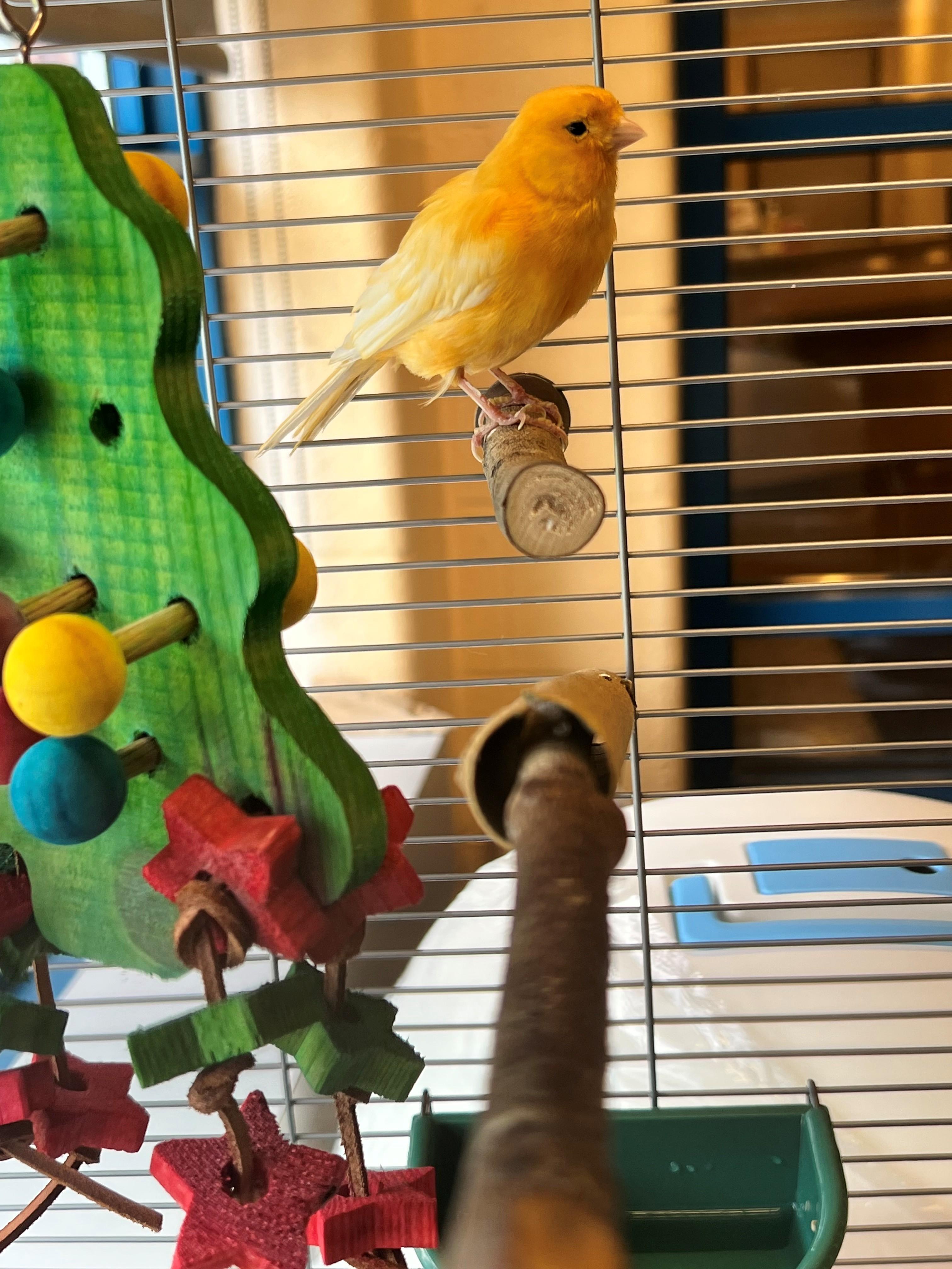 Enlarge Tangerine OS-273/26, a Adopted Canary in Burlington, ON image 2/2