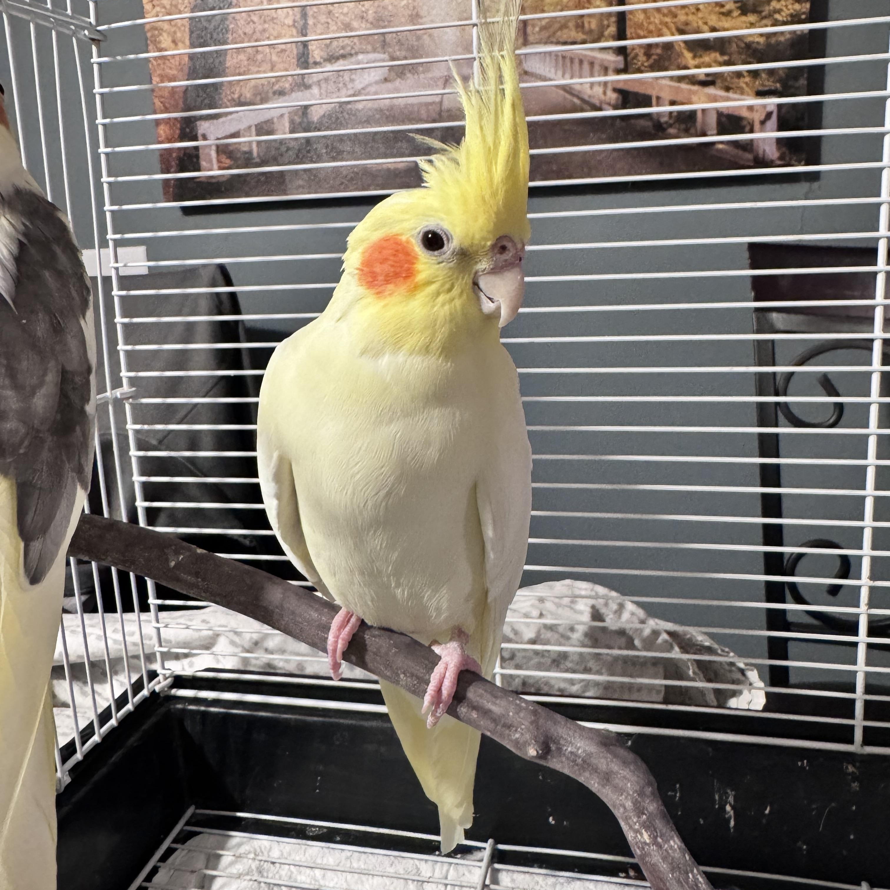 Cookie, Adoptable, Adult Female Cockatiel.