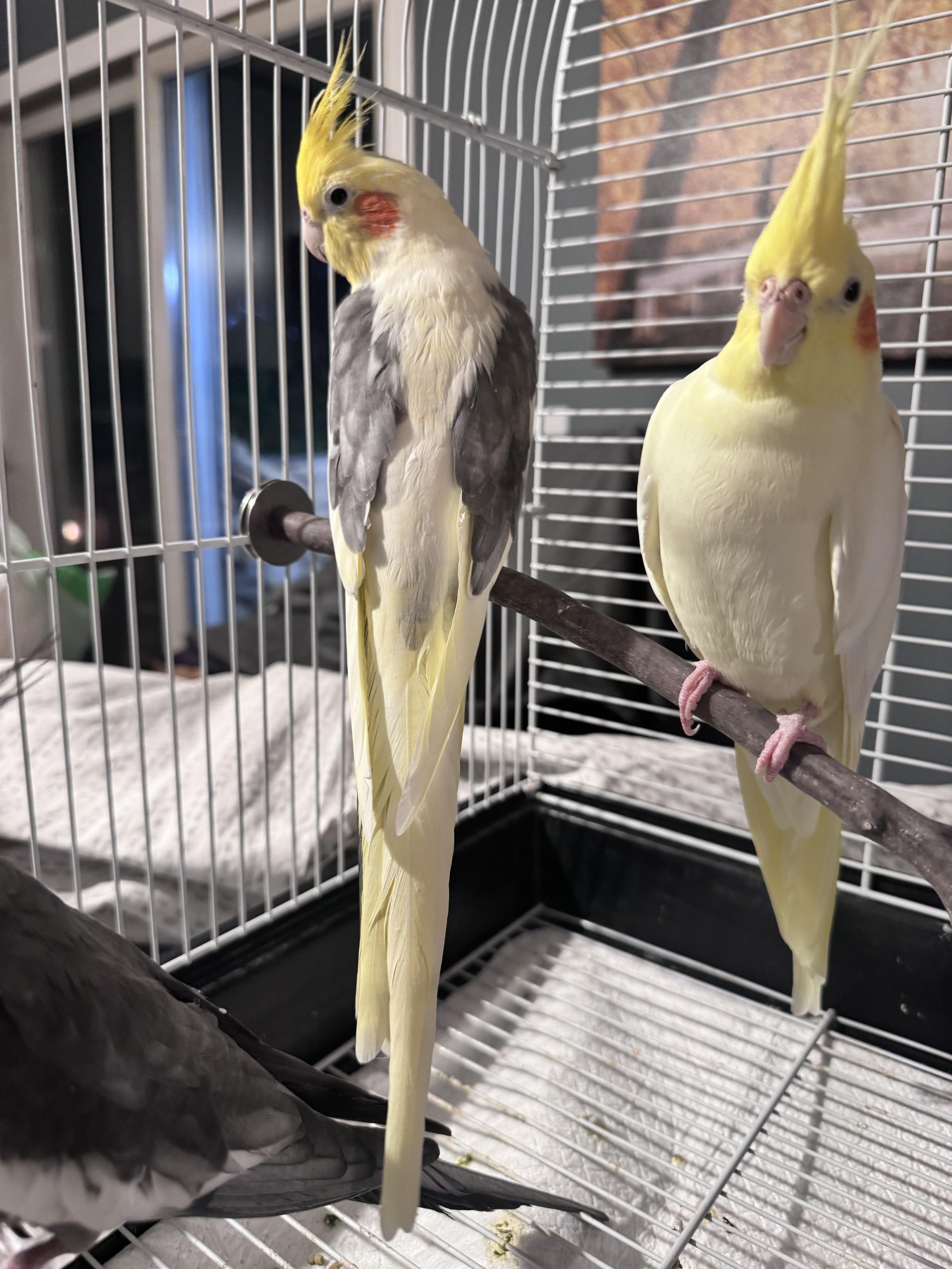 Enlarge Cookie, a Adoptable Cockatiel in Andover, CT image 4/5