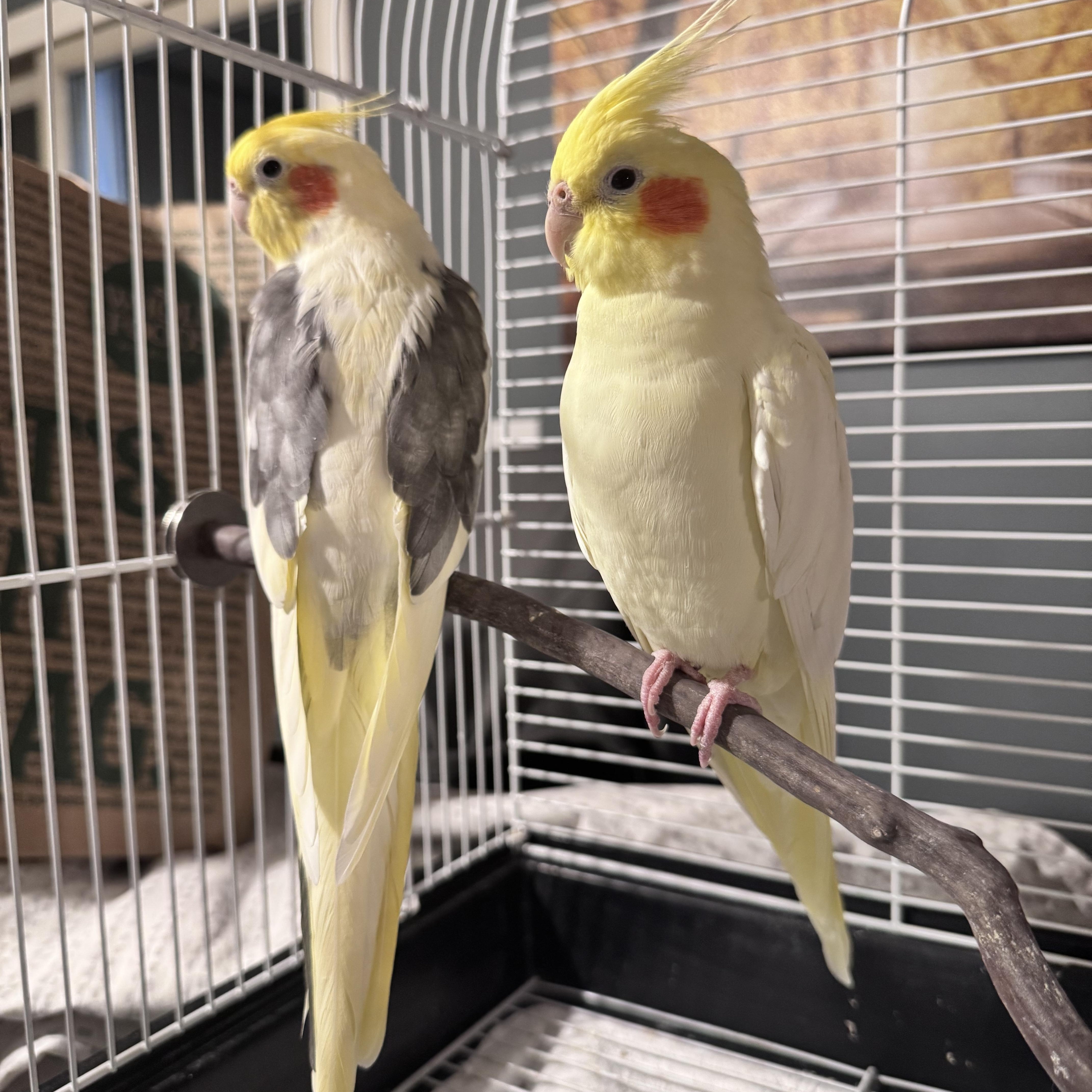 Enlarge Cookie, a Adoptable Cockatiel in Andover, CT image 3/5
