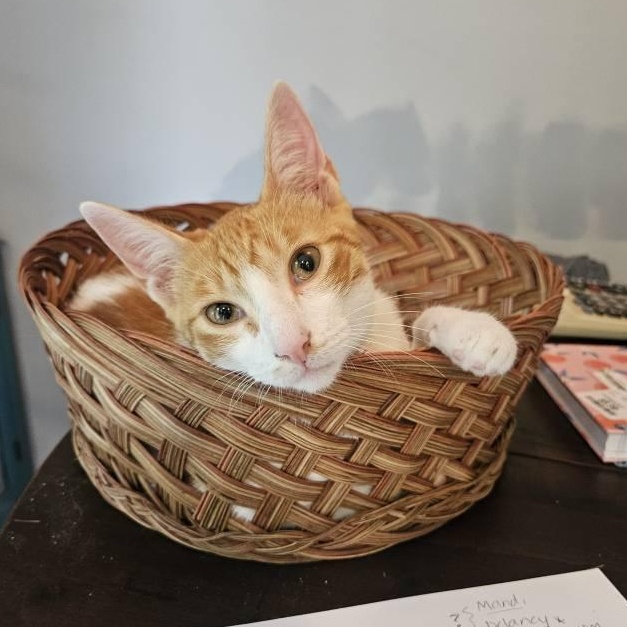 Nemo, adopted, Kitten Male American Shorthair.
