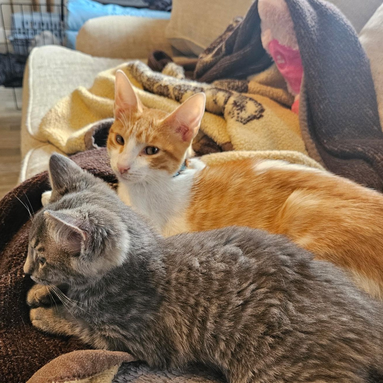 Nemo, an adopted American Shorthair in Annapolis, MD image 4/5