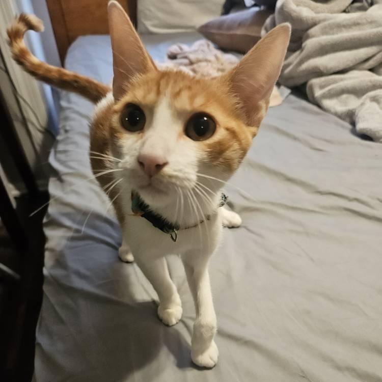 Nemo, an adopted American Shorthair in Annapolis, MD image 2/5