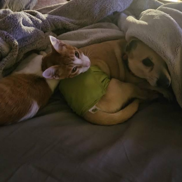 Nemo, an adopted American Shorthair in Annapolis, MD image 5/5