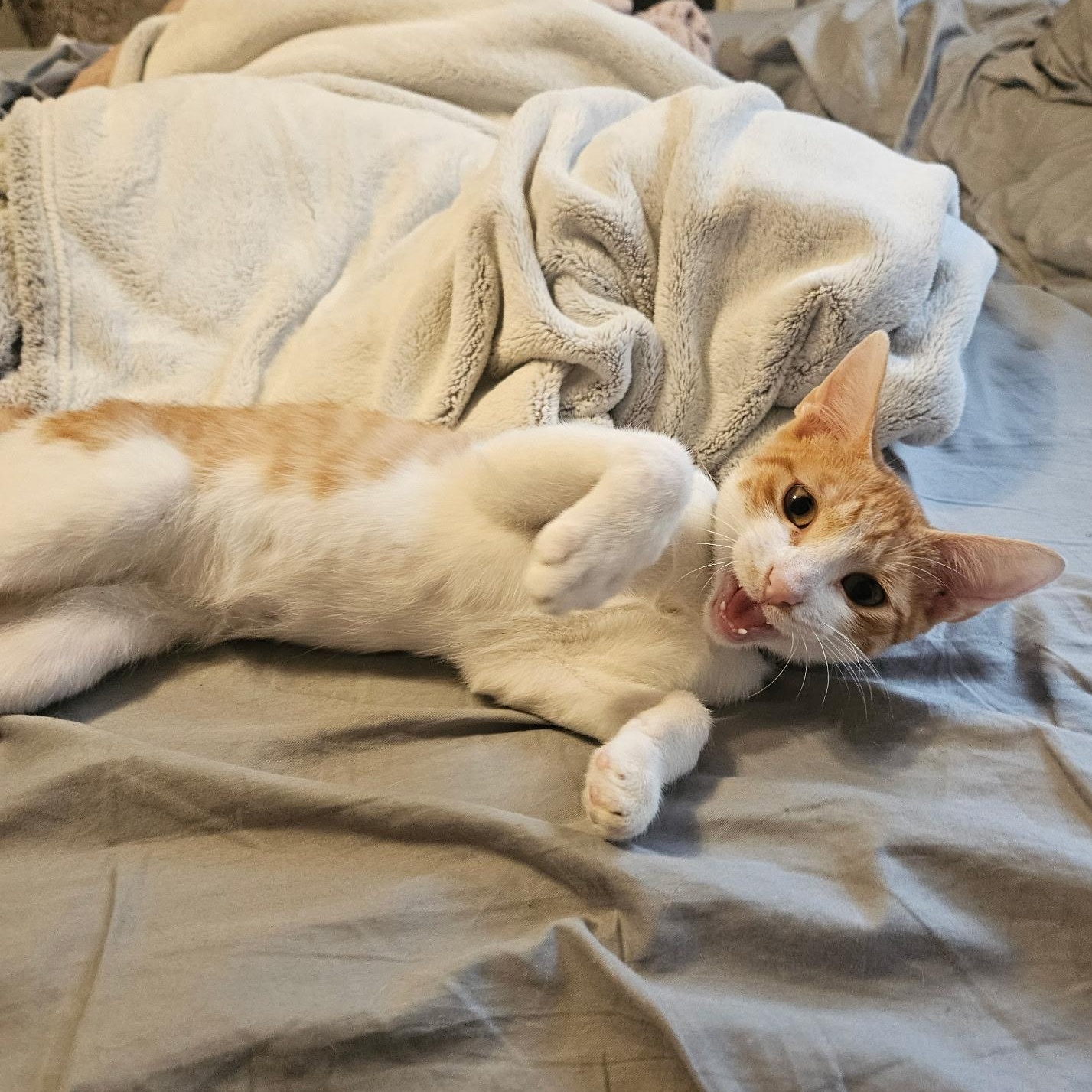 Nemo, an adopted American Shorthair in Annapolis, MD image 3/5