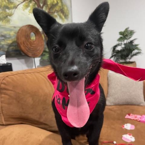 LOLA (584), Adoptable, Young Female Chihuahua & Mixed Breed.