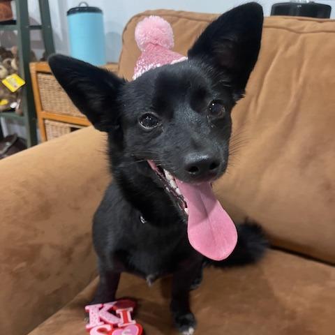 LOLA (584), a Adoptable mixed breed in Indiantown, FL image 2/6