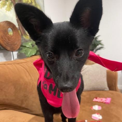 LOLA (584), a Adoptable mixed breed in Indiantown, FL image 3/6