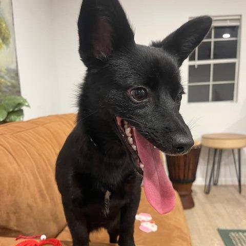 LOLA (584), a Adoptable mixed breed in Indiantown, FL image 4/6