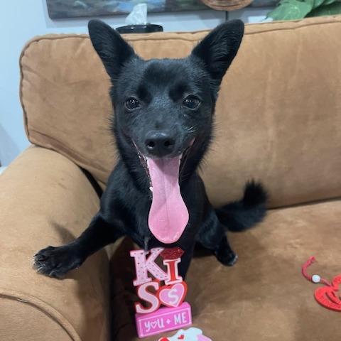 LOLA (584), a Adoptable mixed breed in Indiantown, FL image 5/6