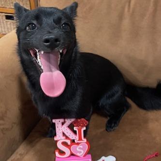 LOLA (584), a Adoptable mixed breed in Indiantown, FL image 6/6