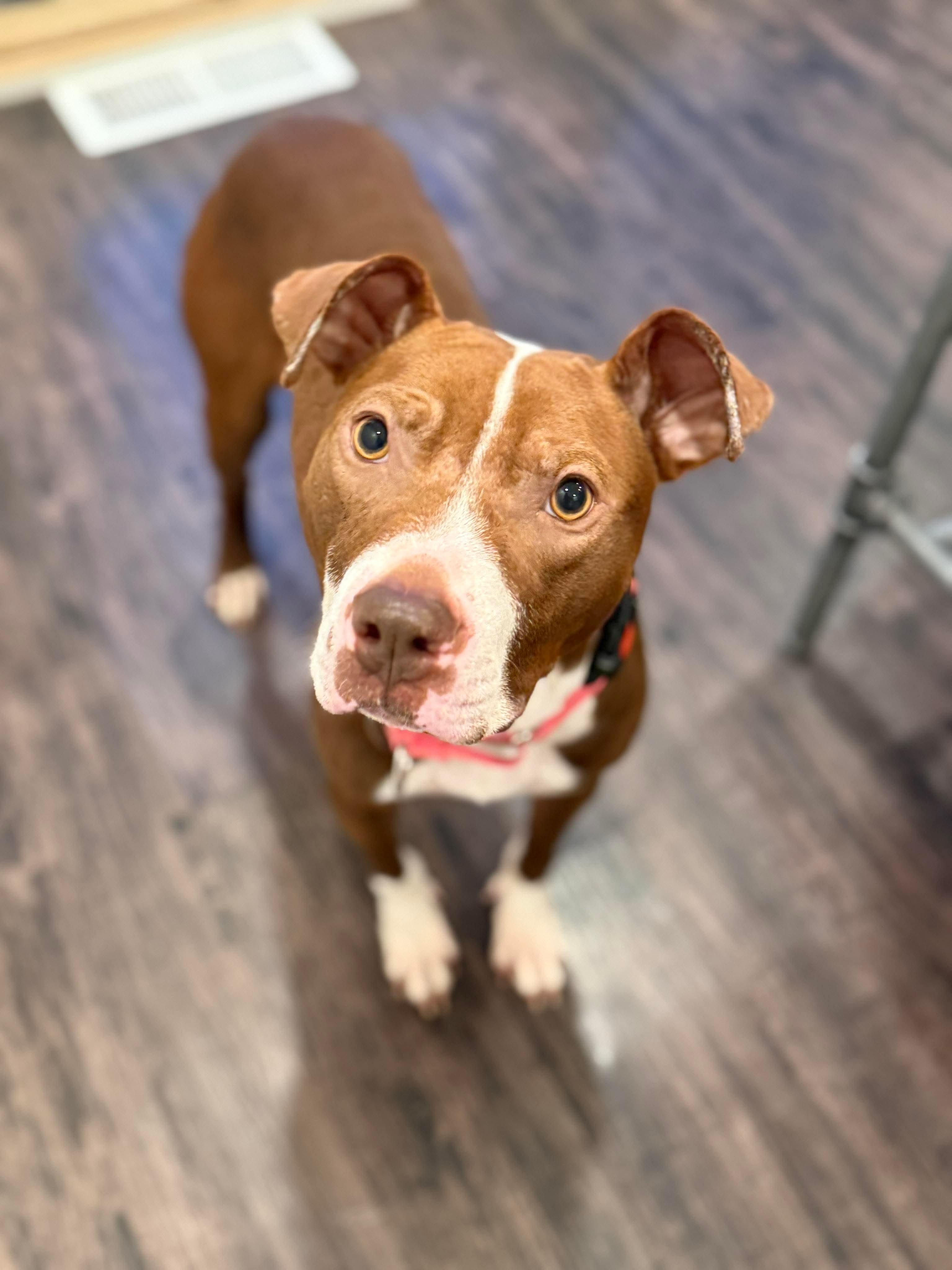 Peppa , ADOPTABLE, Young Female Mixed Breed.