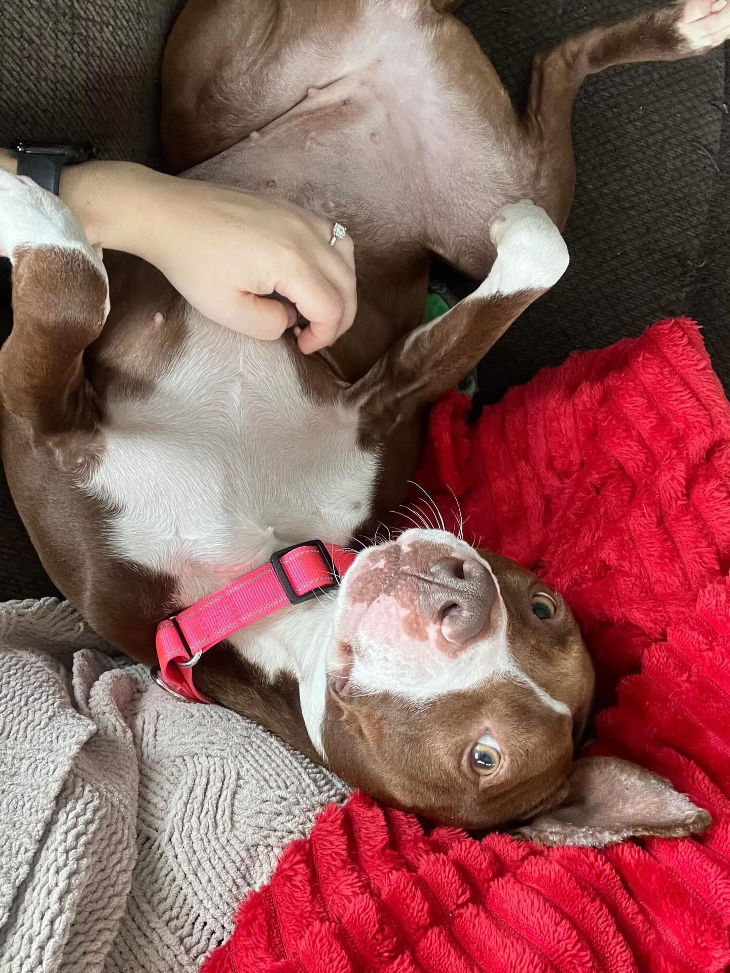 Enlarge Peppa , a ADOPTABLE Mixed Breed in Highland, NY image 3/5