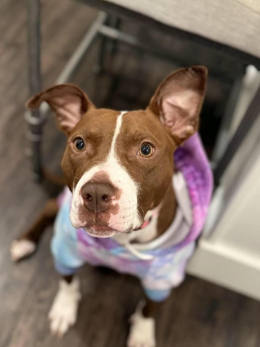 Peppa , adoptable, Young Female Mixed Breed.